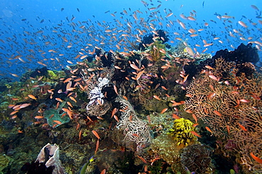 Thousands of scalefin anthias (Pseudanthias squamipinnis), hovering over sea fans and feather stars, Puerto Galera, Mindoro, Philippines, Southeast Asia, Asia