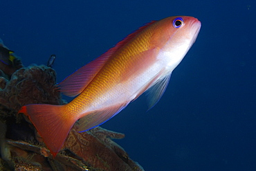 Female stocky anthias (Pseudanthias hypselosoma), Cars, Dumaguete, Negros Island, Philippines, Southeast Asia, Asia