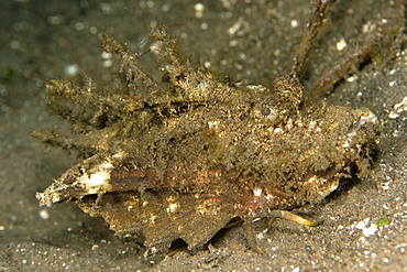 Spiny devilfish (Inimicus didactylus) in disguise, Masaplod, Dumaguete, Negros, Philippines, Southeast Asia