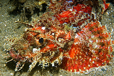 Papuan scorpionfish (Scorpaenopsis papuensis), Dumaguete, Negros, Philippines, Southeast Asia, Asia