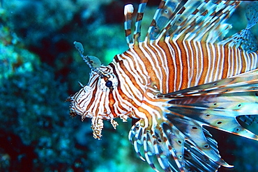 Lionfish (Pterois volitans), Similan Islands, Thailand, Andaman Sea, Southeast Asia, Asia