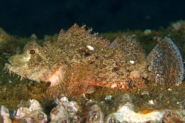 Juvenile scorpionfish (Scorpaenopsis sp.), Sahara, Dumaguete, Negros Island, Philippines, Southeast Asia, Asia