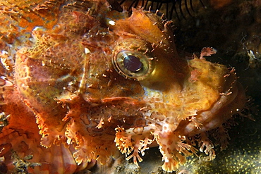 Papuan scorpionfish (Scorpaenopsis papuensis), head detail, Dumaguete, Negros, Philippines, Southeast Asia, Asia