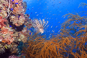 Lionfish, Pterois volitans, and soft coral, Rumphella sp., and frame silhouette, Shinkoku Maru shipwreck, Truk lagoon, Chuuk, Federated States of Micronesia, Caroline Islands, Micronesia, Pacific Ocean, Pacific