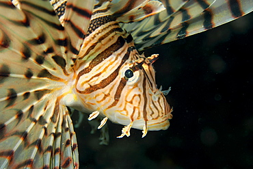 Luna lion fish (Pterois lunulata), Seopsom island, Jeju-Do, South Korea, Asia