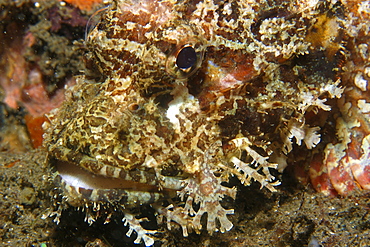 Scorpionfish (Scorpaenopsis sp.), head detail, Dumaguete, Negros Island, Philippines, Southeast Asia, Asia