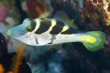 Mimic filefish (Paraluteres prionurus) mimics black-saddled toby, Dungan wall, Puerto Galera, Mindoro, Philippines, Southeast Asia, Asia