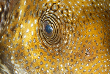 Blue-spotted puffer (Arothron caeruleopunctatus) eye detail, Dumaguete, Negros, Philippines, Visayan sea, Southeast Asia, Asia