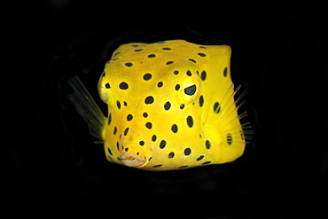 Yellow boxfish (Ostracion cubicus) juvenile, Dumaguete, Negros Island, Philippines, Southeast Asia, Asia