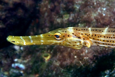 Trumpetfish (Aulostomus strigosus) head close up, St. Peter and St. Paul's rocks, Brazil, South America