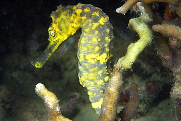 Tigertail seahorse (Hippocampus come) male, Malapascua, Northern Cebu, Philippines, Visayan Sea, Southeast Asia, Asia