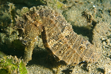 Estuary seahorse (Hippocampus kuda), Masaplod, Negros, Philippines, Southeast Asia, Asia