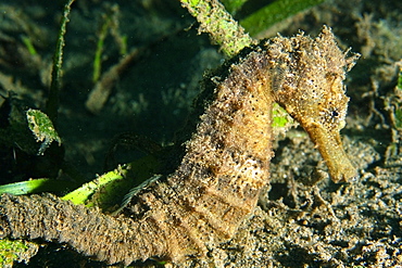 Estuary seahorse (Hippocampus kuda), Masaplod, Negros, Philippines, Southeast Asia, Asia