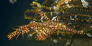 Ornate ghost pipefish (Solenostomus paradoxus) disguised among crinoid branches, Dumaguete, Negros Island, Philippines, Southeast Asia, Asia