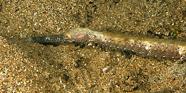 Slender pipefish (Trachyrhamphus longirostris), Dumaguete, Negros Island, Philippines, Southeast Asia, Asia