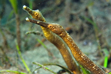 Short-tailed pipefish (Trachyrhamphus bicoarctatus), Masaplod, Dumaguete, Negros Island, Philippines, Southeast Asia, Asia