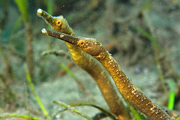 Short-tailed pipefish (Trachyrhamphus bicoarctatus), Masaplod, Dumaguete, Negros Island, Philippines, Southeast Asia, Asia