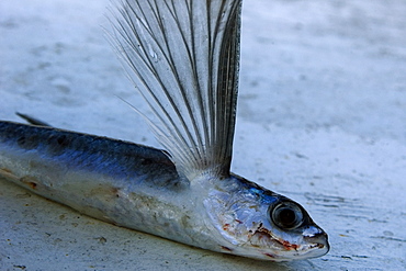 Flyingfish (Cypselurus cyanopterus), St. Peter and St. Paul's rocks, Brazil, South Amrica