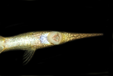 Needle catfish (Farlowella acus), ventral view showing mouth, Manaus, Amazonas, Brazil, South America