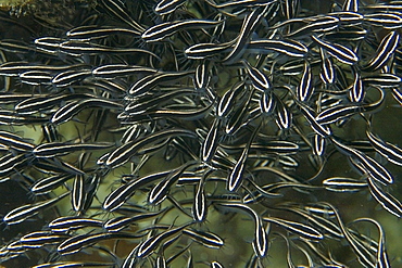 Juvenile striped catfish (Plotosus lineatus) schooling, Malapascua, Cebu, Philippines, Southeast Asia, Asia