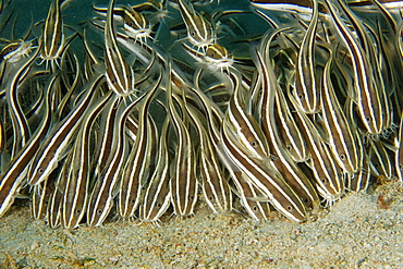 Juvenile striped catfish (Plotosus lineatus) schooling and feeding on sandy bottom, Puerto Galera, Mindoro, Philippines, Southeast Asia, Asia