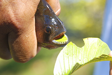 Bite of a piranha (Pygocentrus nattereri) in a leaf, southern Pantanal, Mato Grosso do Sul, Brazil, South America