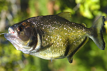 Piranha (Pygocentrus nattereri), a carnivorous fish, caught on a line, southern Pantanal, Mato Grosso do Sul, Brazil, South America