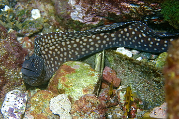 Moray eel (Muraena pavonina), St. Peter and St. Paul's rocks, Brazil, South America