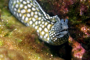 Moray eel (Muraena pavonina), St. Peter and St. Paul's rocks, Brazil, South America