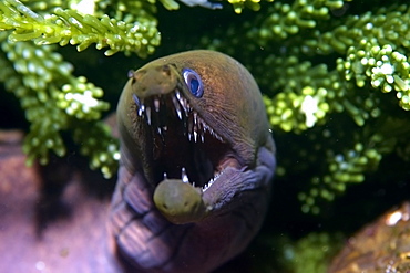 Viper moray (mulatto conger) (Enchelycore nigricans), St. Peter and St. Paul's rocks, Brazil, South America