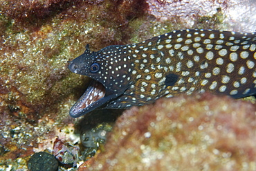 Moray eel (Muraena pavonina), St. Peter and St. Paul's rocks, Brazil, South America