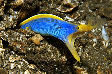 Ribbon eel (Rhinomuraena quaesita), Atlantis house reef, Dumaguete, Negros Island, Philippines, Southeast Asia, Asia