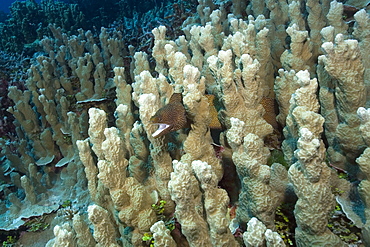 Whitemouth moray (Gymnothorax meleagris) seeks shelter in coral reef, Truk lagoon, Chuuk, Federated States of Micronesia, Caroline Islands, Micronesia, Pacific Ocean, Pacific