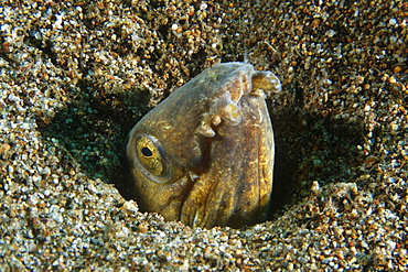 Snake eel (Ophichthus sp.), burried under sand, Cars, Dumaguete, Negros Island, Philippines, Southeast Asia, Asia