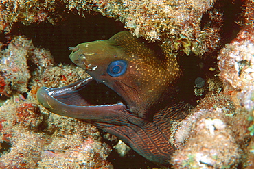 Undulated moray,(Gymnothorax undulatus), Maui, Hawaii, United States of America, Pacific