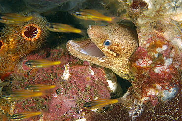 Barred-fin moray (Gymnothorax zonipectis) opening mouth, Dumaguete, Negros, Philippines, Southeast Asia, Asia