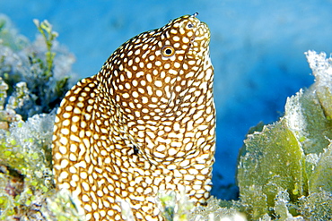 Whitemouth moray (Gymnothorax meleagris), Namu Atoll, Marshall Islands, Micronesia, Pacific Ocean, Pacific