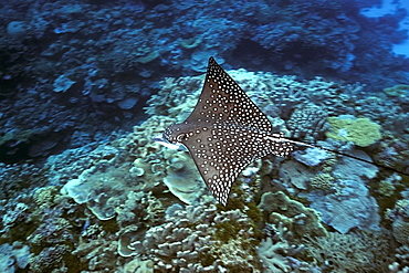 Spotted eagle ray (Aetobatus narinari), Rongelap, Marshall Islands, Micronesia, Pacific