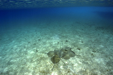 Large group of pink whipray (Tahitian stingray) (Himantura fai), Rongelap, Marshall Islands, Micronesia, Pacific