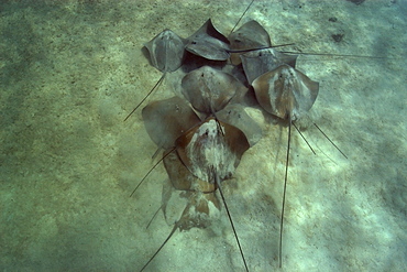 Large group of pink whipray (Tahitian stingray) (Himantura fai), Rongelap, Marshall Islands, Micronesia, Pacific