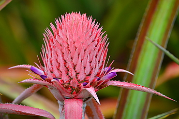 Pineapple flower (Ananas comosus), Oahu, Hawaii, United States of America, Pacific