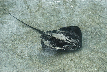 Cowtail stingray (Pastinachus sephen) in captivity, Oahu, Hawaii, United States of America, Pacific