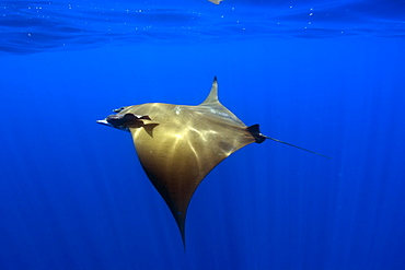 Mobula ray (Devil ray) (Mobula tarapacana). St. Peter and St. Paul's rocks, Brazil, South America