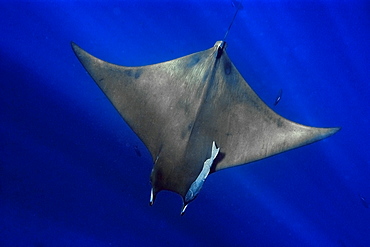 Mobula ray (Devil ray) (Mobula tarapacana). St. Peter and St. Paul's rocks, Brazil, South America