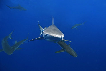 Galapagos sharks (Carcharhinus galapagensis), Oahu, Hawaii, United States of America, Pacific