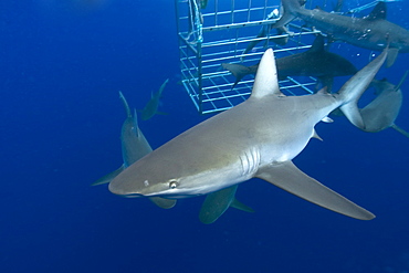 Thrill seekers experience cage diving with Galapagos sharks (Carcharhinus galapagensis), North shore, Oahu, Hawaii, United States of America, Pacific