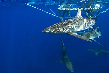 Thrill seekers experience cage diving with Galapagos sharks (Carcharhinus galapagensis), North shore, Oahu, Hawaii, United States of America, Pacific