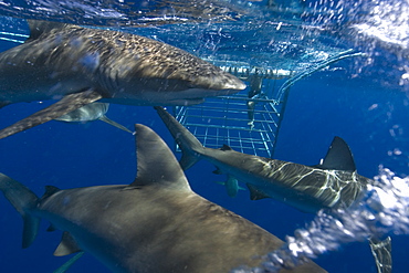 Thrill seekers experience cage diving with Galapagos sharks (Carcharhinus galapagensis), North shore, Oahu, Hawaii, United States of America, Pacific