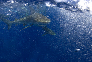 Galapagos sharks (Carcharhinus galapagensis), Oahu, Hawaii, United States of America, Pacific