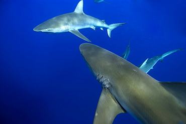 Galapagos sharks (Carcharhinus galapagensis), Oahu, Hawaii, United States of America, Pacific